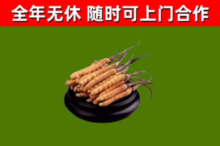 郯城回收散虫草