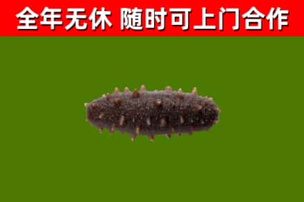 郯城回收海参干